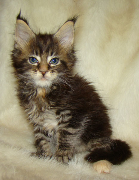     Catsvill County!   !    !       !!!    Catsvill County +7-926-544-74-09     .   ,   ,   ,    ,   ,  ,     ,   -,    ,   !